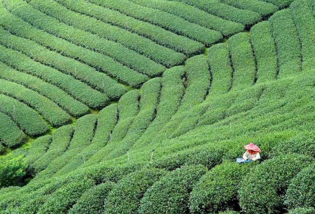 {isset($pic['title'])?$pic['title']:''}