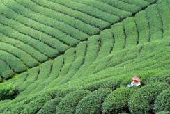 {isset($pic['title'])?$pic['title']:''}