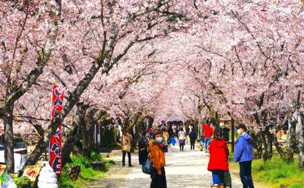 Japan - Kyushu Cherry Blossom Tour