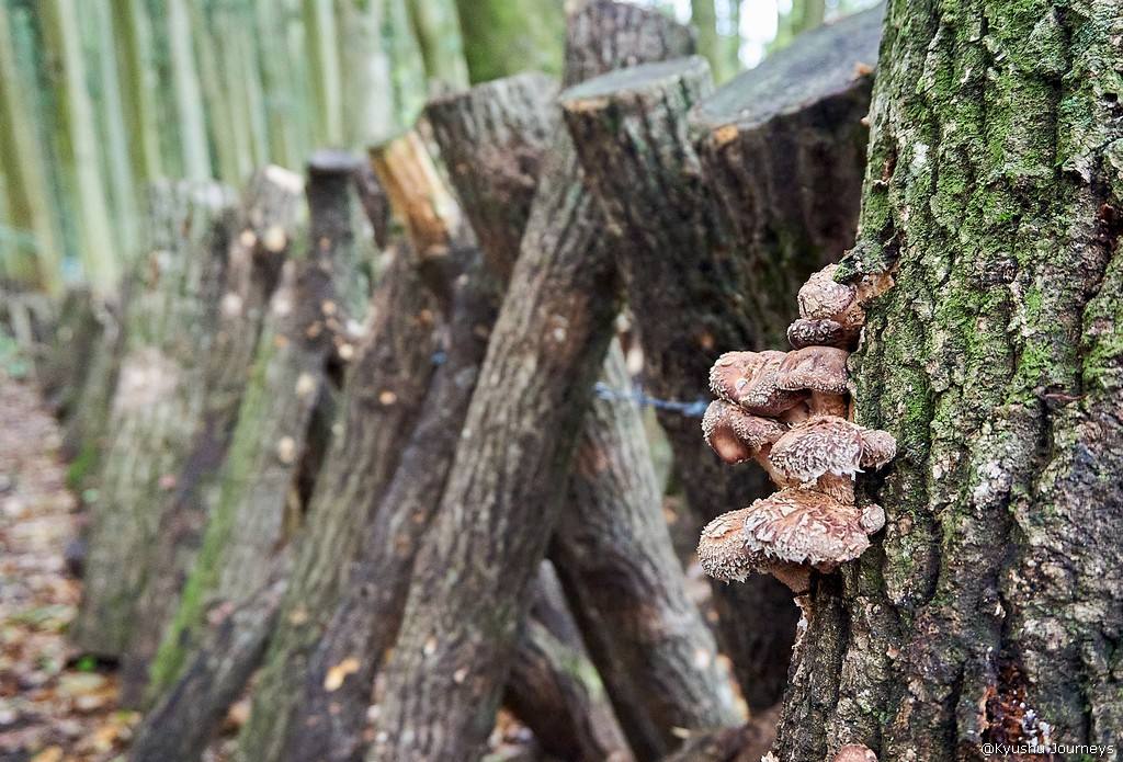 {isset($pic['title'])?$pic['title']:''}