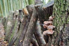 {isset($pic['title'])?$pic['title']:''}