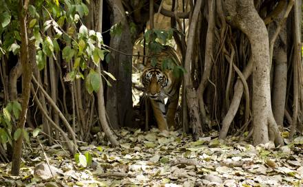 Taj and Tigers 9 Days