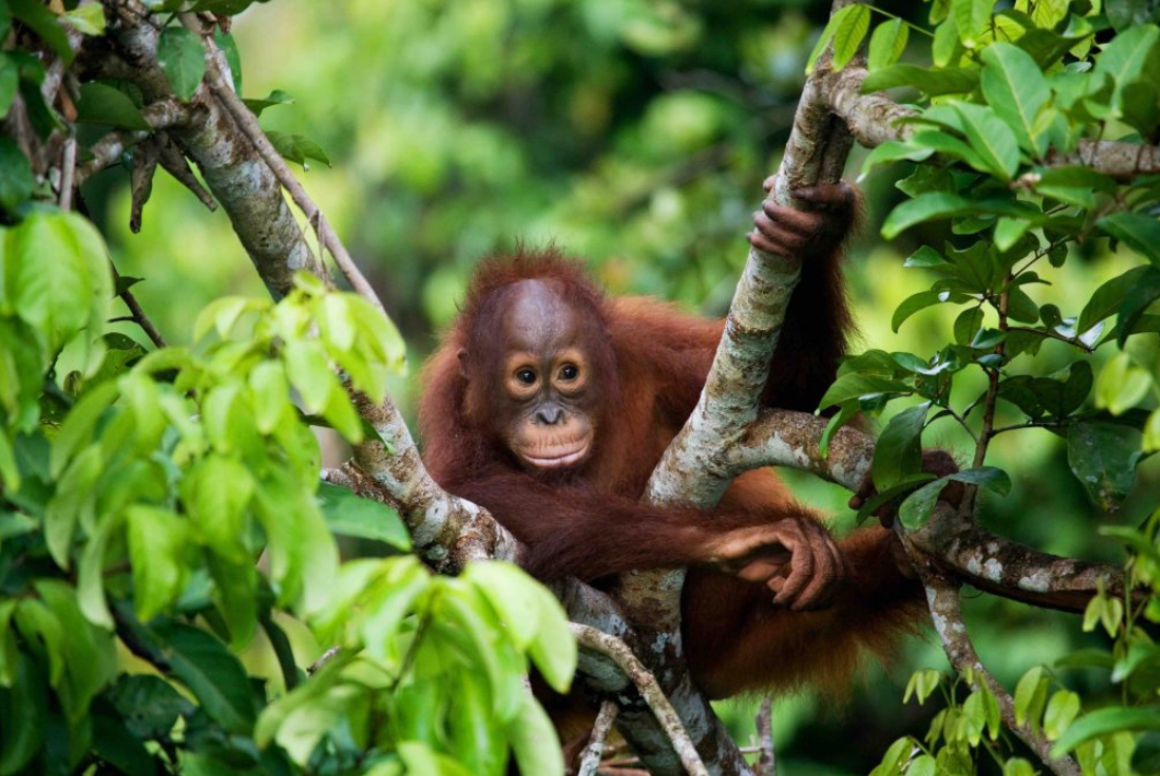 Wonders of North Sumatra 6 Days