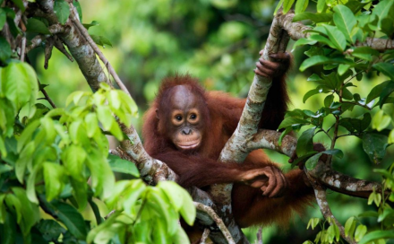 Wonders of North Sumatra 6 Days
