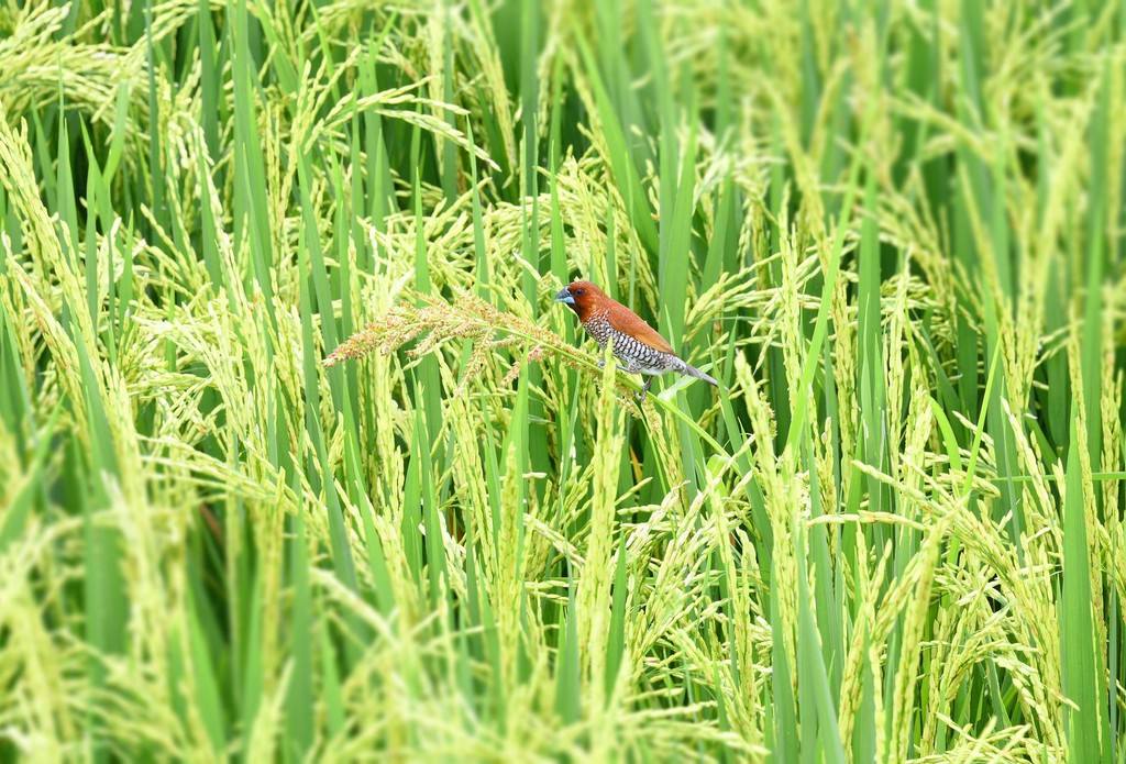 {isset($pic['title'])?$pic['title']:''}